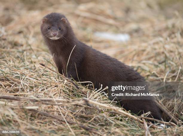 american mink in den. - american mink fotografías e imágenes de stock