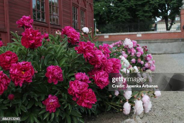 peonies - memorial garden stock pictures, royalty-free photos & images