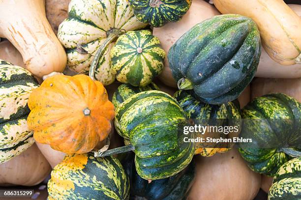 Small Ripe Squash 47 Ripe Acorn Squash Stock Photos, High-Res Pictures, and Images ...