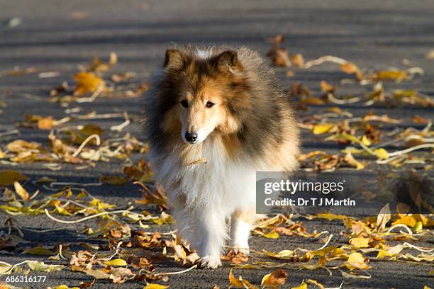 dogs playing in the leaves - shetland sheepdog stock pictures, royalty-free photos & images