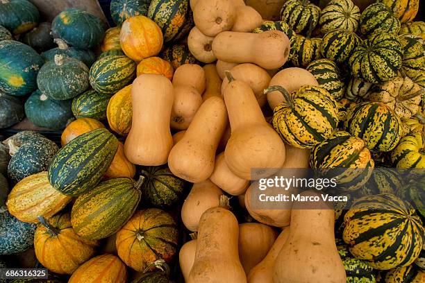 squash - delicata squash stock pictures, royalty-free photos & images