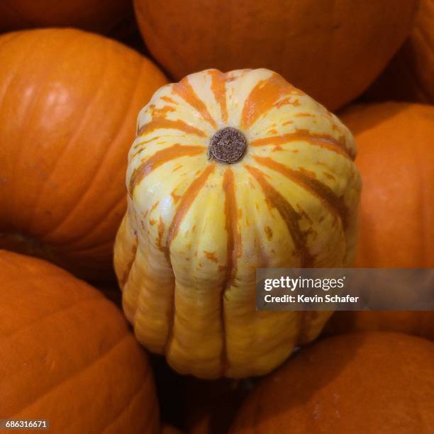 squash - delicata squash stock pictures, royalty-free photos & images