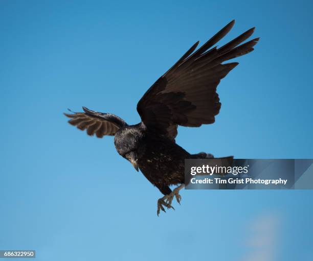 carrion crow in flight (corvus corone) - spread wings stock pictures, royalty-free photos & images