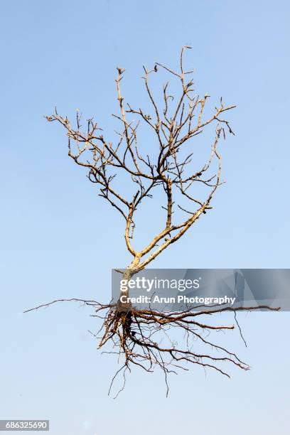 Dry Roots Tree Roots Dry Tree Roots Photos and Premium High Res Pictures - Getty Images
