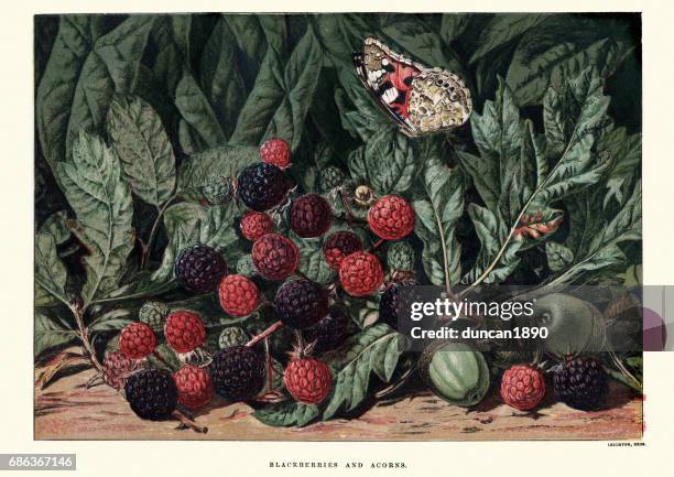 stockillustraties, clipart, cartoons en iconen met blackberries and acorns - fruit art