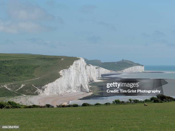 grazing sheep, east sussex - belle tout lighthouse stock-fotos und bilder