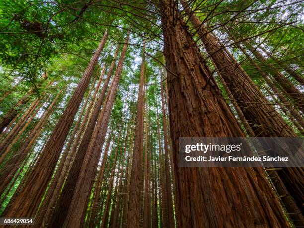 the height of the redwoods trees in a view from below. close-up of the trunks of this majestic tree. - floresta de sequoias - fotografias e filmes do acervo