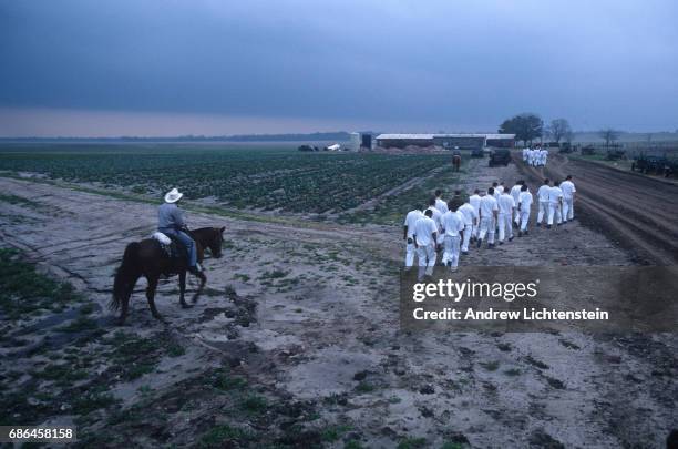 Prisoners work the fields of the the Texas Department of Criminal Justice's Ferguson Unit on January 15, 1995along the Trinity River in Madison...