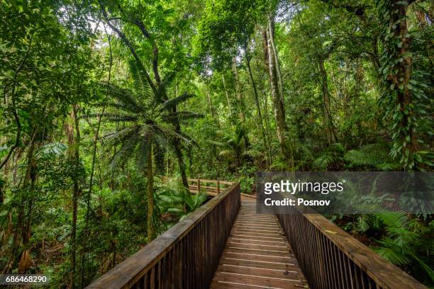 boardwalk at daintree rainforest, queensland - boardwalk australia stock pictures, royalty-free photos & images