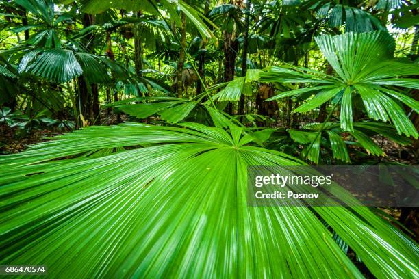 fan palm at daintree rainforest - cape tribulation stock pictures, royalty-free photos & images