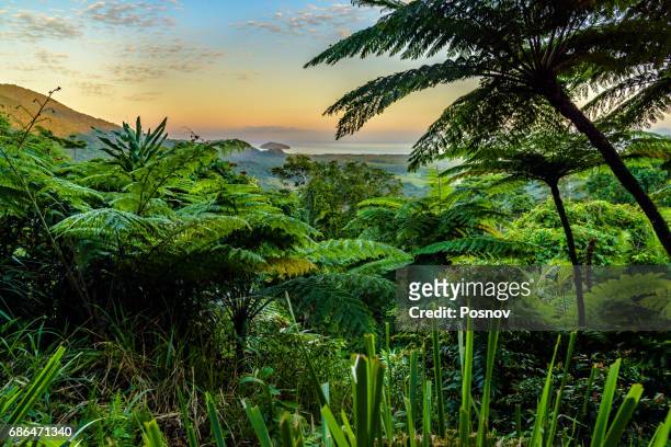 mount alexandra lookout at daintree rainforest - australian rainforest photos et images de collection
