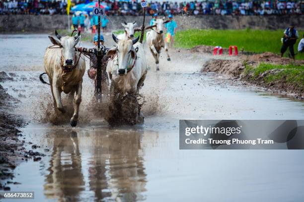 Cow Racing Thumbnail 96 Cow Racing Vietnam Stock Photos, High-Res Pictures, and Images ...