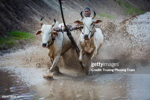 Cow Racing Thumbnail 96 Cow Racing Vietnam Stock Photos, High-Res Pictures, and Images ...