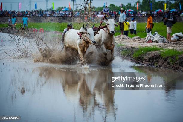 Cattle Racing Cow Racing Vietnam Photos and Premium High Res Pictures - Getty Images