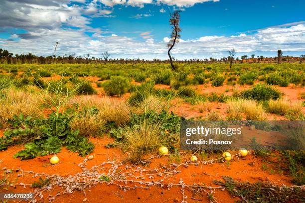 camel melons and deset oak in australias red heart - uluru-kata tjuta national park stock pictures, royalty-free photos & images