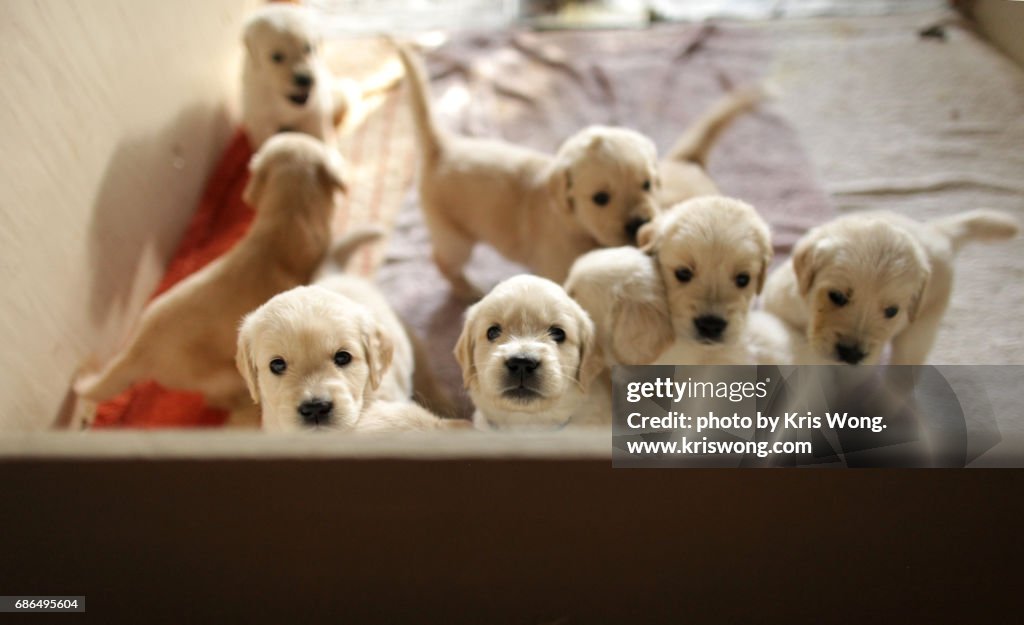 Puppy siblings looking at camera