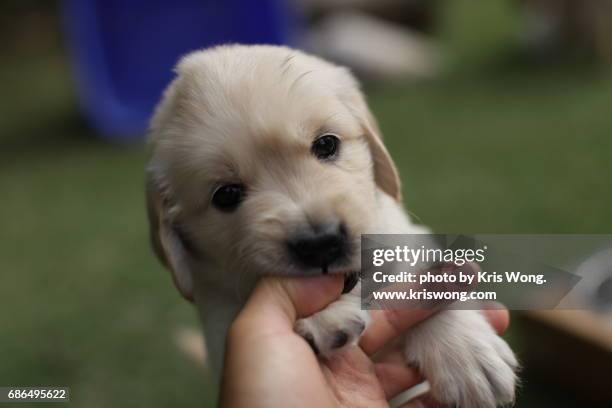 puppy being held and nipping - cream finger stock pictures, royalty-free photos & images