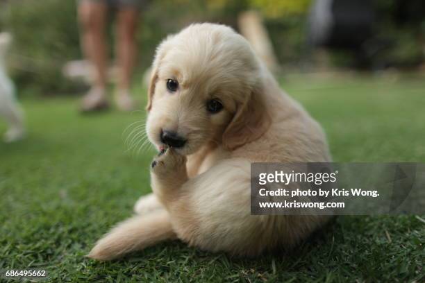puppy playing on the lawn - feet lick stockfoto's en -beelden