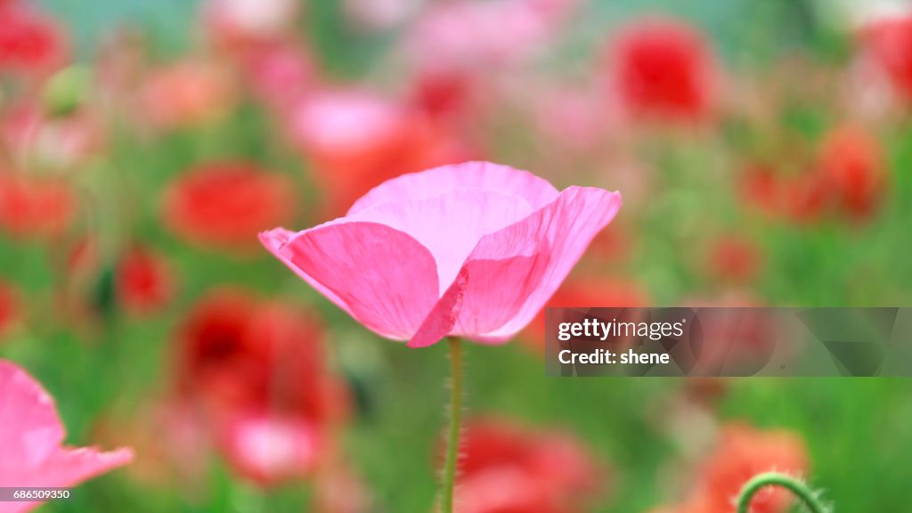 Pink Poppy