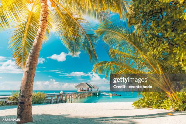 palm trees on the beautiful sunset background. tropical vacation background concept. moody sky - caraïbéen photos et images de collection