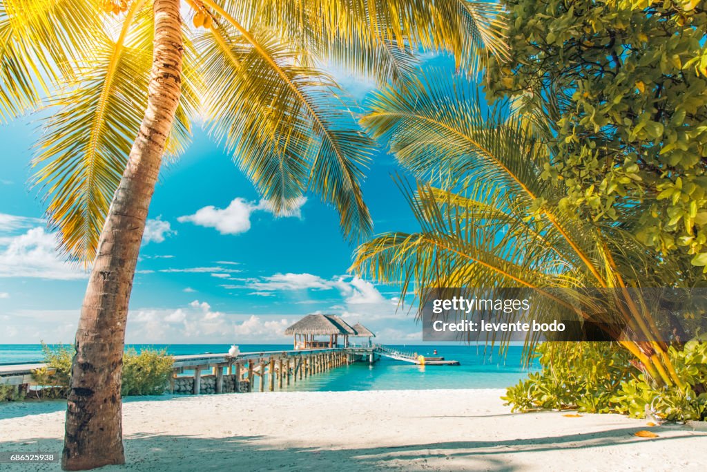 Palm trees on the beautiful sunset background. Tropical vacation background concept. Moody sky