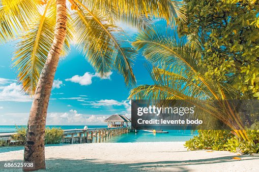 Palm trees on the beautiful sunset background. Tropical vacation background concept. Moody sky Palm trees on the beautiful sunset background. Tropical vacation background concept. Moody sky