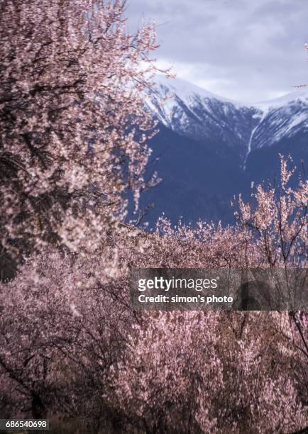 peach tree road in tibet - 桃の花 ストックフォトと画像