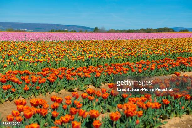 champs de tulipes en fleurs provence france - champs fleurs stockfoto's en -beelden