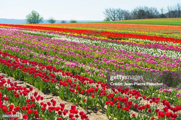 champs de tulipes en fleurs au printemps en provence france - champs fleurs stockfoto's en -beelden