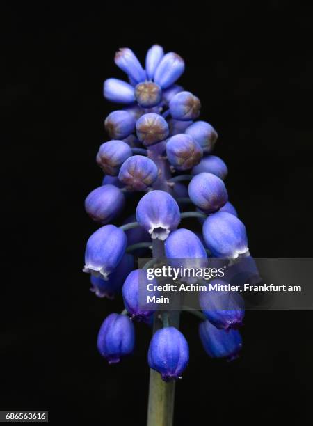 blossom of grape hyacinth on black - grape hyacinth stock pictures, royalty-free photos & images