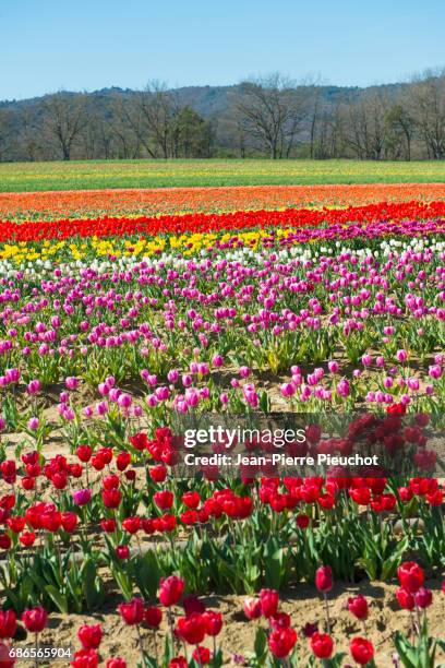 champs de tulipes en fleurs au printemps en provence france - champs fleurs stockfoto's en -beelden