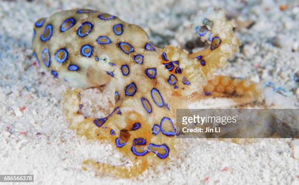 a close-up view of blue-ringed octopus - blue ringed octopus stockfoto's en -beelden