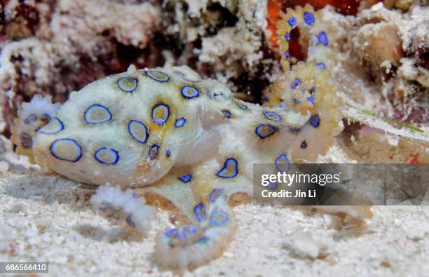 a close-up view of blue-ringed octopus - blue ringed octopus stock pictures, royalty-free photos & images