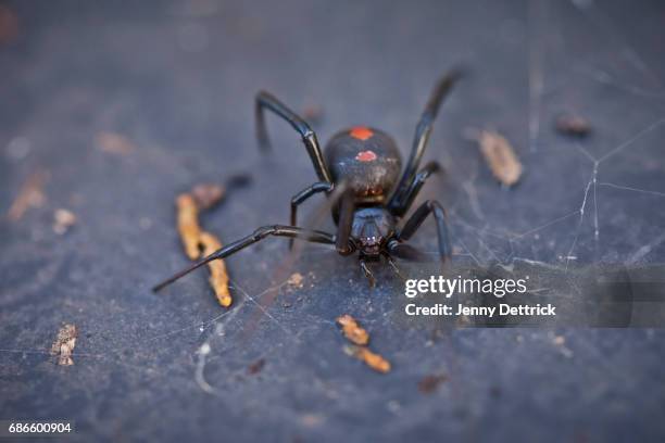 australian redback spider - redback spider stock pictures, royalty-free photos & images