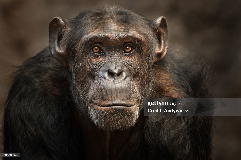 Portrait of a male Chimpanzee