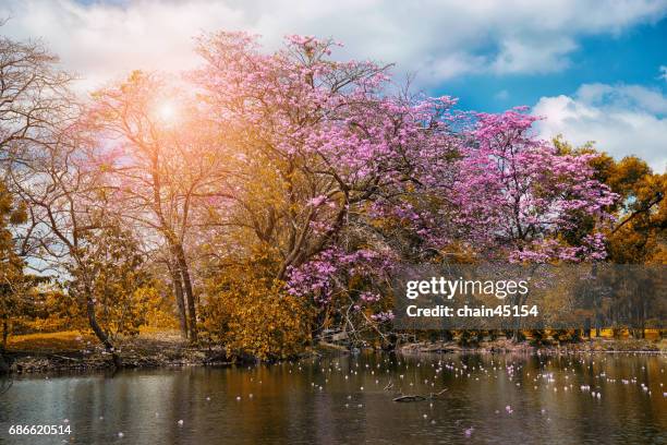 a pink trumpet tree or tabebuia rosea in bangkok, thailand - tabebuia stock pictures, royalty-free photos & images