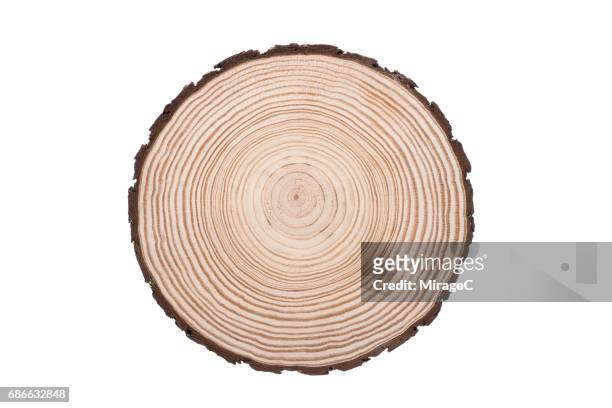 tree trunk slice, annual rings - lärkträdslsäktet bildbanksfoton och bilder