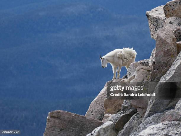 mountain goat near summit of mount evans - colorado - mountain goat stock pictures, royalty-free photos & images