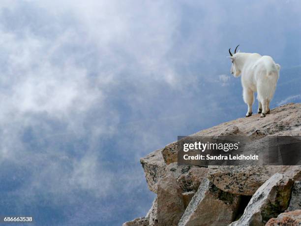mountain goat high up in the colorado rocky mountains - schneeziege stock-fotos und bilder