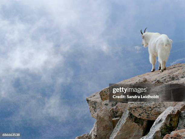 mountain goat high up in the colorado rocky mountains - mountain goat stockfoto's en -beelden