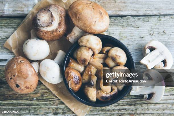 mushrooms - cogumelo branco imagens e fotografias de stock