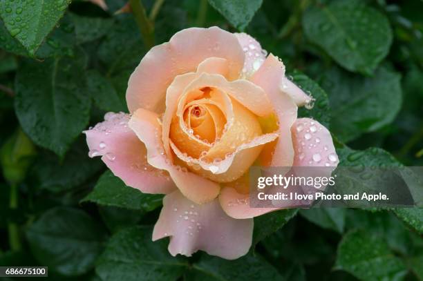 spring rose flowers - rose garden stock pictures, royalty-free photos & images