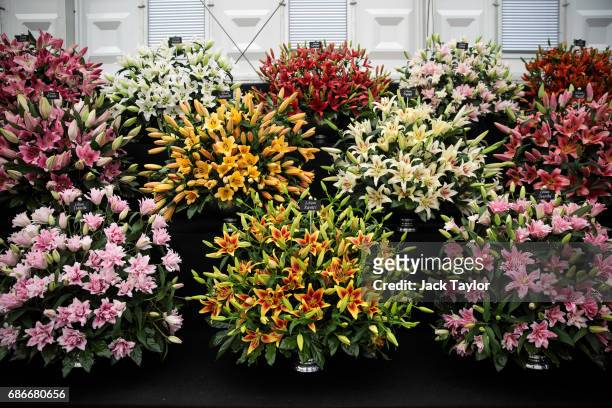 Varieties of lilies on display at the Chelsea Flower Show on May 22, 2017 in London, England. The prestigious Chelsea Flower Show, held annually...