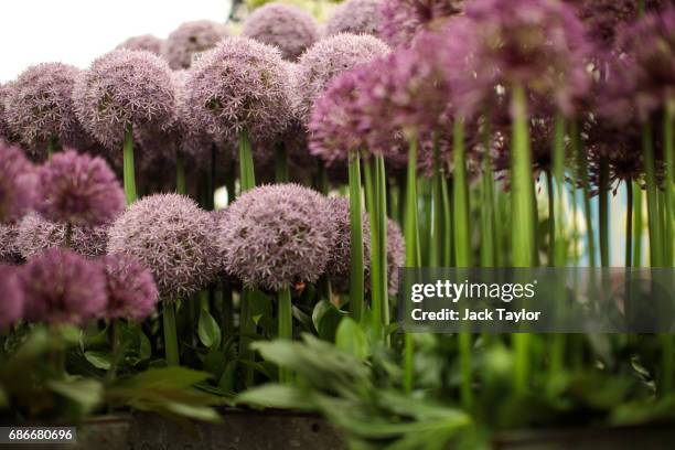 Allium flowers on display at the Chelsea Flower Show on May 22, 2017 in London, England. The prestigious Chelsea Flower Show, held annually since...