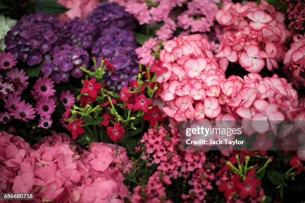 Varieties of flowers on display at the Chelsea Flower Show on May 22, 2017 in London, England. The prestigious Chelsea Flower Show, held annually...