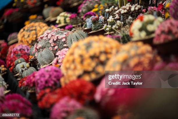 Varieties of cacti on display at the Chelsea Flower Show on May 22, 2017 in London, England. The prestigious Chelsea Flower Show, held annually since...