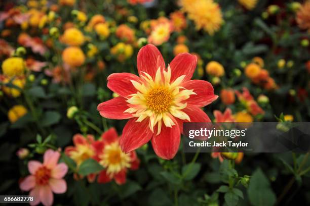 Dahlia La Gioconda on display at the Chelsea Flower Show on May 22, 2017 in London, England. The prestigious Chelsea Flower Show, held annually since...