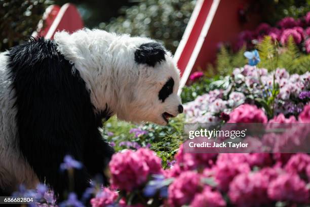 Performer in a panda costume performs in the Silk Road Garden at the Chelsea Flower Show on May 22, 2017 in London, England. The prestigious Chelsea...