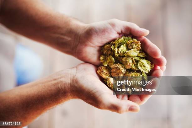 close up of human hands holding a handful of dried hops. - bier brauerei stock-fotos und bilder