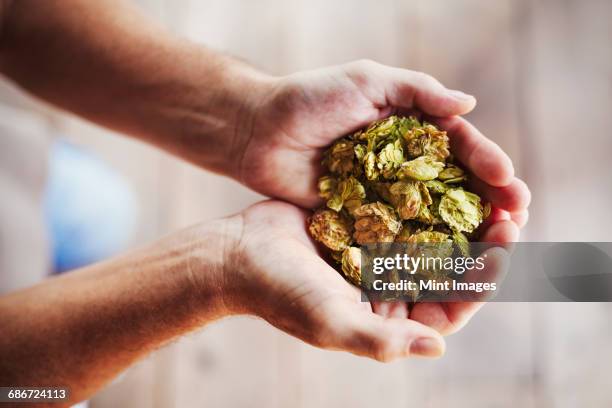 close up of human hands holding a handful of dried hops. - brewery stock pictures, royalty-free photos & images